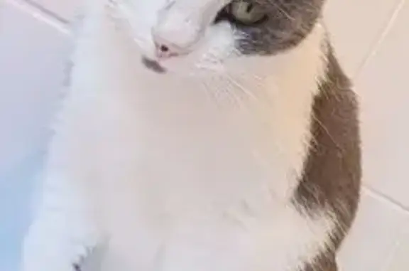 Chatte grise et blanche perdue à Gennes - photo