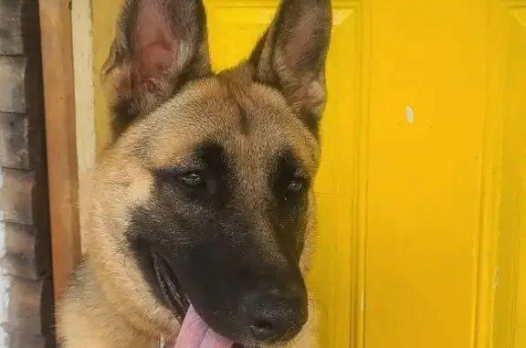 Help Find Ruby: Missing German Shepherd