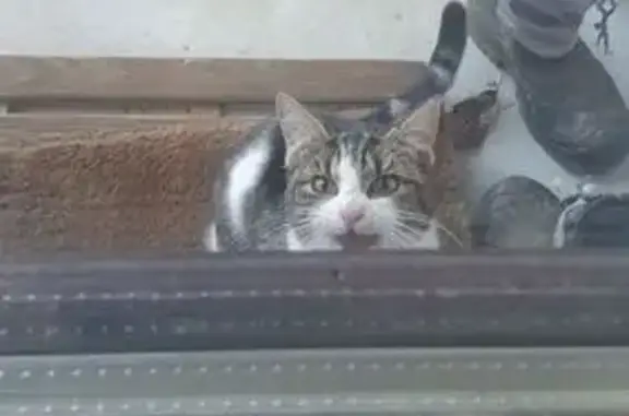 Animaux trouvés , photo: Chat trouvé, maigre et affamé à Beaudean