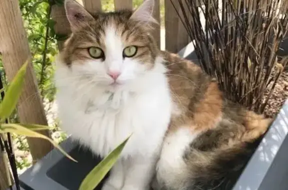 Animaux perdus Caen, photo: Chat disparu à Caen : Lily recherchée
