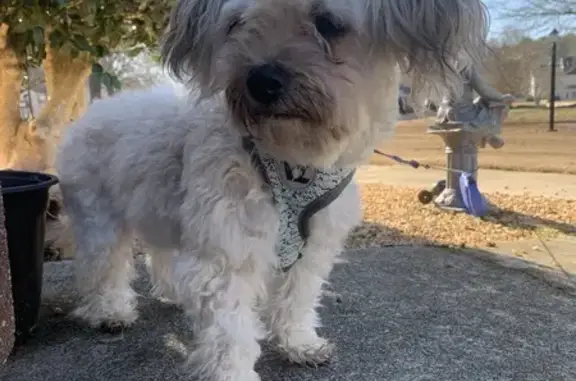 Found Poodle Mix Puppy on Noel Way