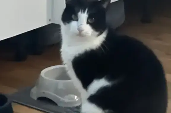 Chat perdu, Saint-Thibault-des-Vignes, photo: Chat européen noir et blanc disparu