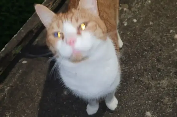 Chat trouvé La Baule-Escoublac, photo: Chat roux-blanc malvoyant trouvé La Baule