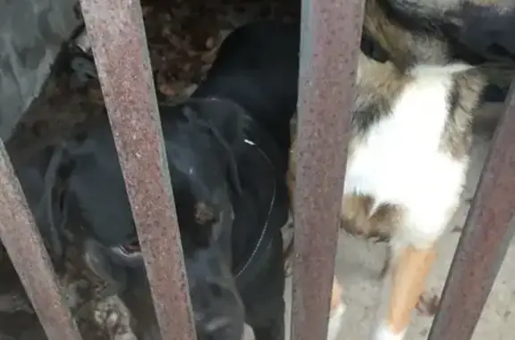 Animaux perdus , photo: Deux chiens perdus à Saint-Jean-de-Braye