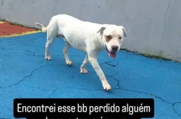 Pitbull Dócil Encontrado na Rua Zulmira, SP