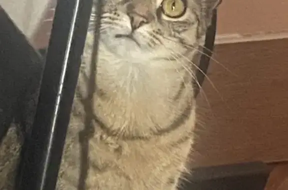 Missing Tabby Cat on Spring Valley Dr