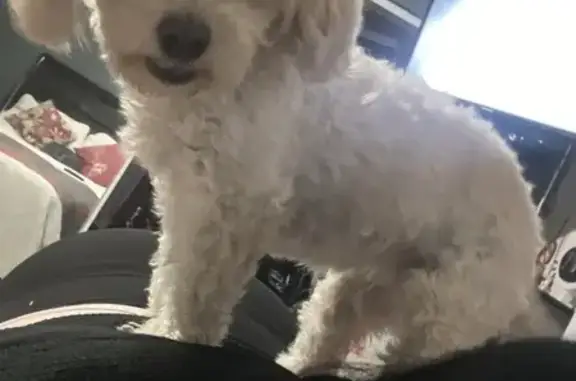 Lost Dog Bonbon: White & Brown, Azusa