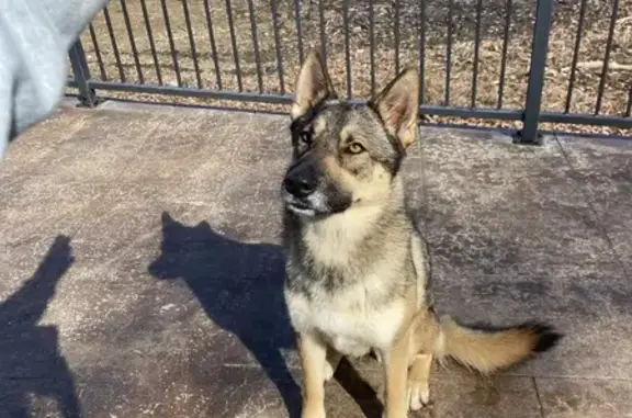 Found: German Shepherd Mix on Airport Rd