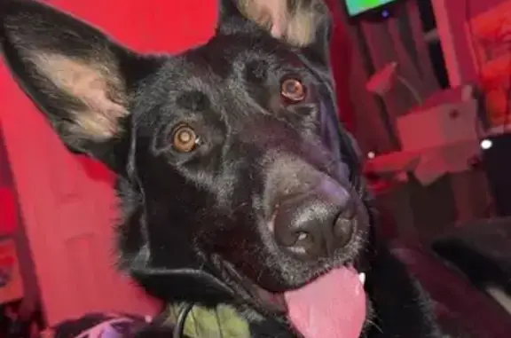 Missing: Black German Shepherd, Zeus