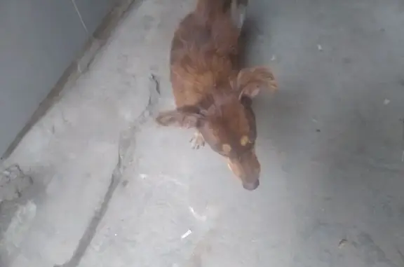 Resgate de Cachorra Doente na Rua Sofia