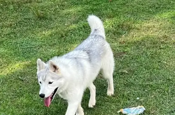 Lost Husky: Gray & White, Baldwin Area