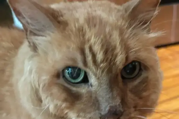 Desperate Search for Missing Orange Cat