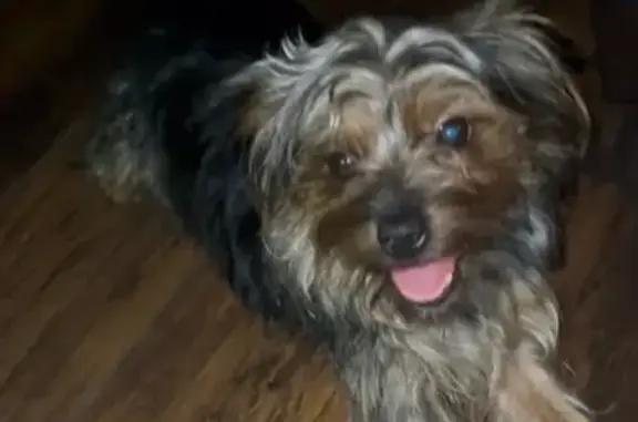 Missing Yorkie: Needs Meds, Crystal Springs