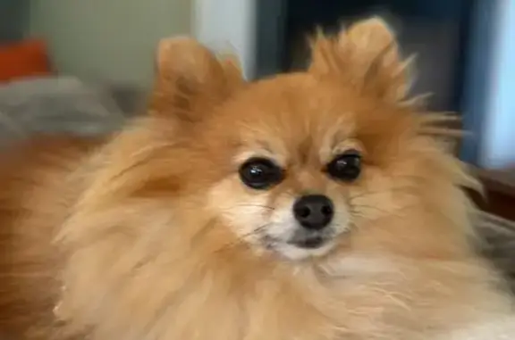 Lost Beige Pomeranian, 11yo, Miami