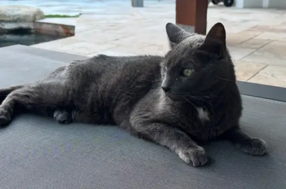 Help Find Our Missing Senior Cat!