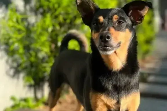 Cachorro Perdido: Minie, Pequena e Assustada