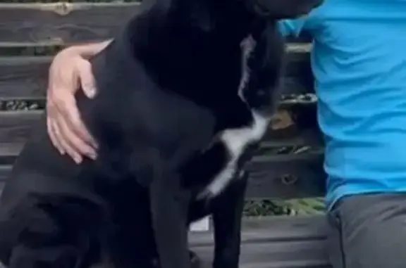 Chien perdu aux Avirons : gros labrador noir - photo