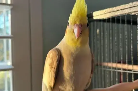 Help Find Our Lost Cockatiel & Budgie!