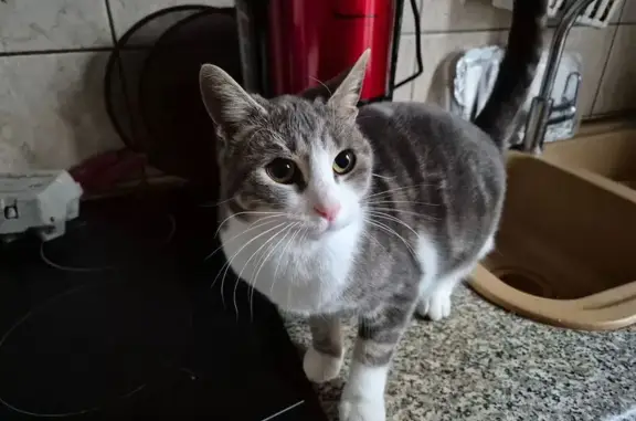 Chat trouvé Montluçon, photo: Chatte européenne blanche/grise trouvée Montluçon