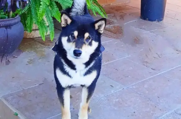 Perro Shiba Inu Perdido en Maçanet de la Selva