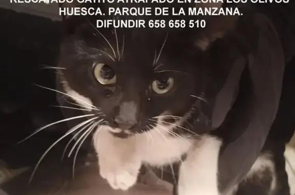 Gato Joven Rescatado en Huesca: Necesita Hogar