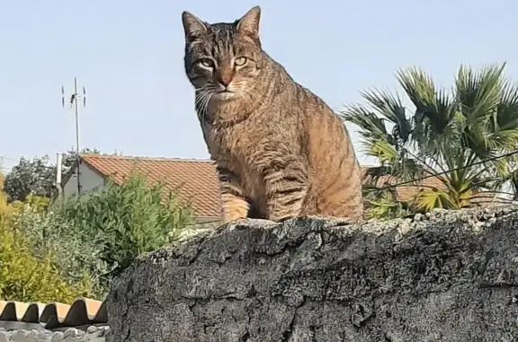 Chat perdu, , photo: Chat européen disparu à Saint-Marcel