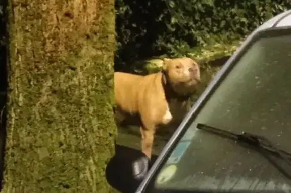 Chien gentil trouvé à Savigny-sur-Orge - photo