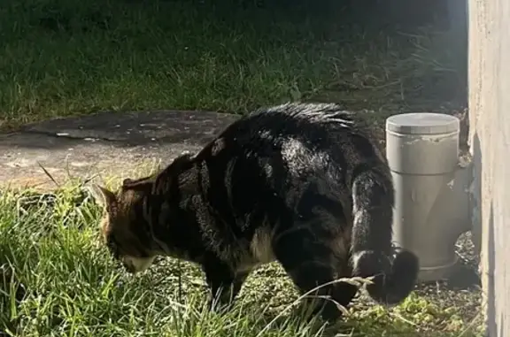 Animaux perdus , photo: Chat tigré/noir disparu à Oneux