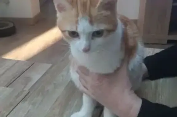 Animaux trouvés Fleurance, photo: Chat roux et blanc trouvé à Fleurance