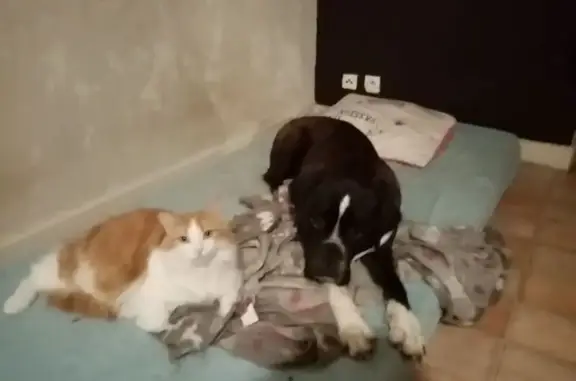 Animaux perdus , photo: Chat roux et blanc disparu à Longevelle