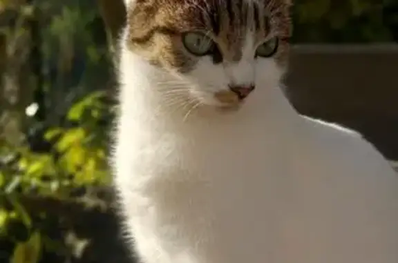 Animaux perdus Limoges, photo: Chat Zouzou perdu à Limoges
