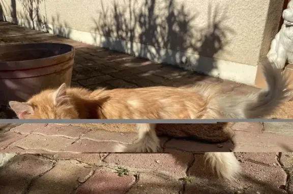 Chatte trouvée : blanche/dorée, Bon-Encontre - photo