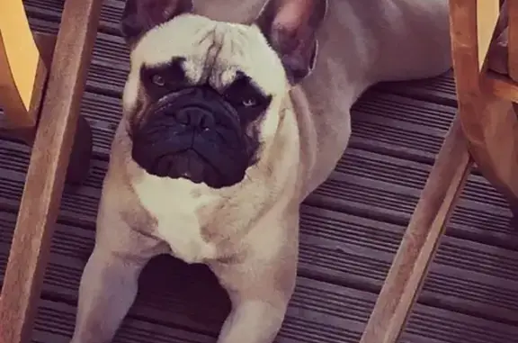 Bouledogue fauve Maoui perdue à Culhat - photo