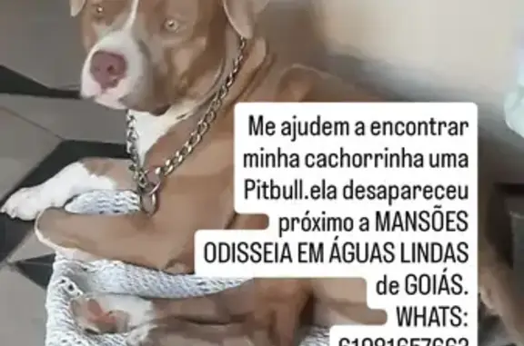 Pitbull Perdido em Águas Lindas: July, Cicatriz na Testa