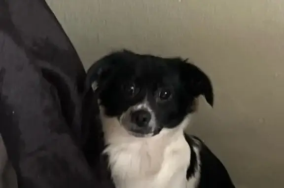 Lost Dog: Black & White Male on Fountain Ave