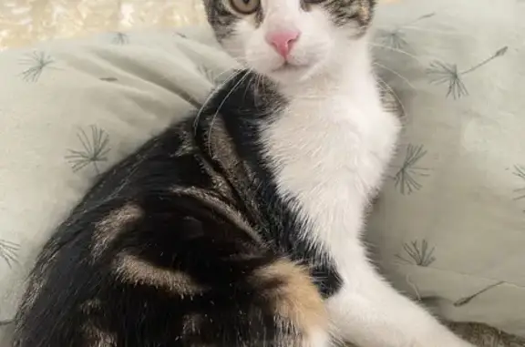 Petite chatte trouvée rue Seignouret - photo