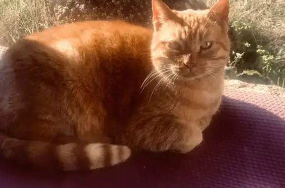 Chatte rousse tatouée trouvée à Pianottoli - photo