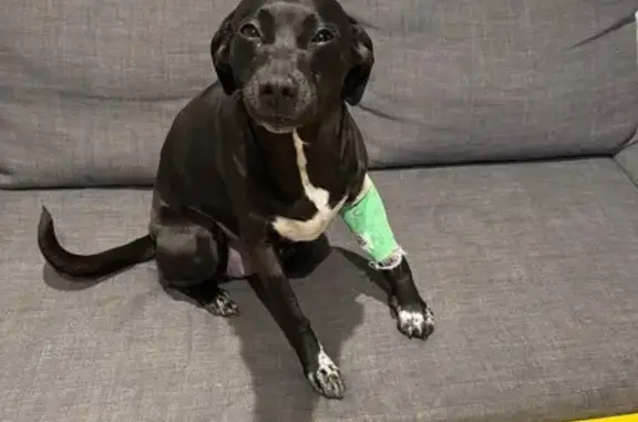 Lost Dog: Purple Cast, Friendly - Call Now!