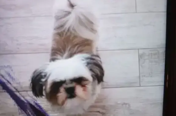 Chien Shih Tzu gris clair perdu à Plounérin - photo