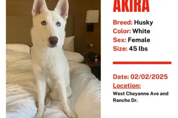 Lost White Husky in West Cheyenne, Vegas