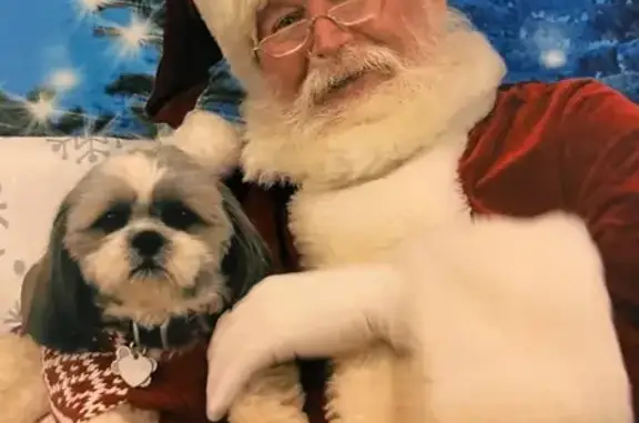 Lost Tri-Color Shih Tzu in Villa Rica