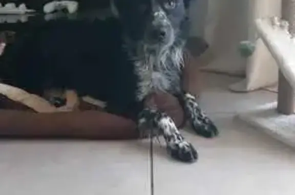 Chien perdu , photo : Border collie 3 ans perdu à Fauch
