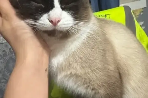 Missing Ragdoll/Siamese Cat in Charlotte