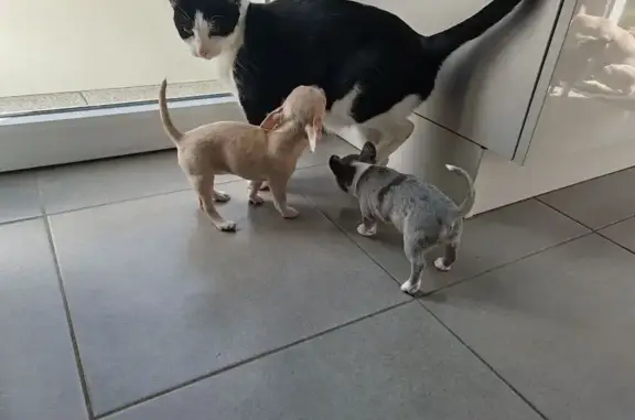 Animaux perdus Bayonne, photo: Chat européen noir et blanc perdu à Bayonne
