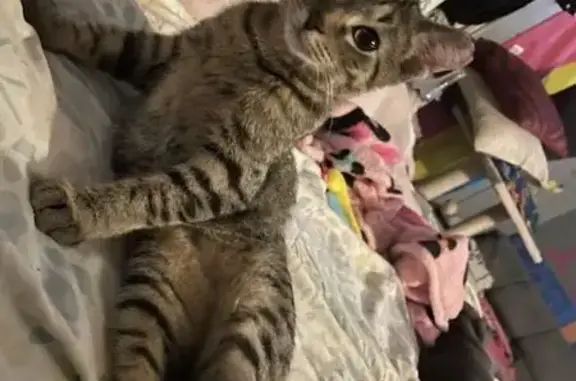 Missing Cat: Midgey - Friendly & Unique