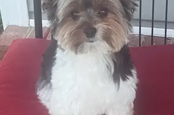 Lost Yorkie: Black, White & Brown in VA