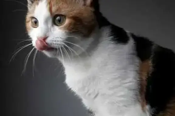 Chatte tricolore disparue à Saleilles - photo