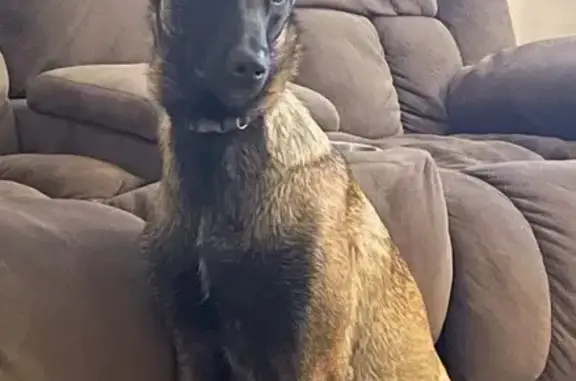 Lost Belgian Malinois: Help Find Him!