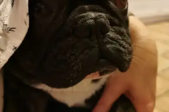 Animaux perdus , photo: Bouledogue Français 7 ans perdu à Maligny