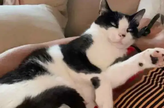 Animaux perdus , photo: Chat noir et blanc perdu à Breitenbach